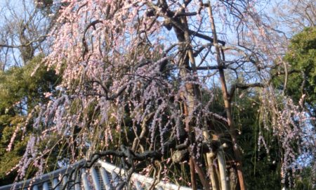 梅花に和尚さん似合いますね、今日は座禅会でした。 花が目立ちませんので、別の老大木「枝垂れ梅」を紹介します。